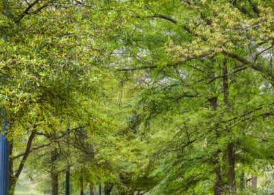 An Allée Of Oaks