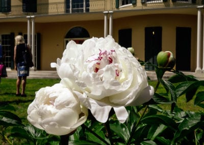 Peonies with Federal Facade