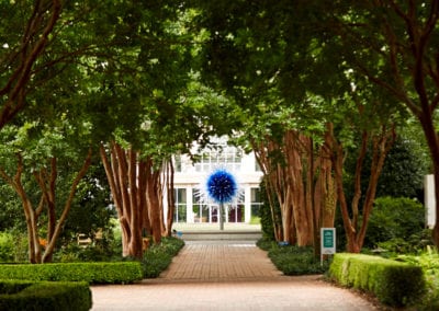 Crepe Myrtle Allée