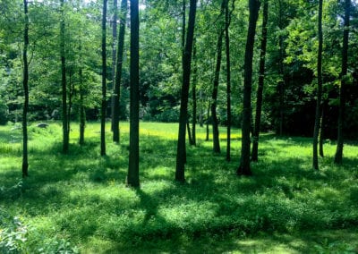 Restored Floodplain